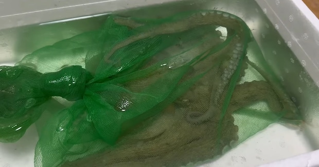 “売れ残りタコ”を連れ帰り、水槽に入れたら……　思いがけない表情に「初めてかわいいと思った」「仲良くなれそう」