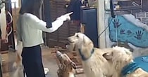 外出中、愛犬の世話を“長女”に頼んだら……「見てはいけないモノを見てしまった」「私の知ってるみんなではない」　“まさかの光景”が460万再生