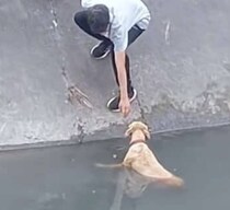 運河に転落した「犬」が溺れる寸前……　人々が取った“驚きの救助法”に称賛集まる【海外】