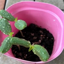 【画像】成長過程を見る