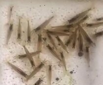 エビ100匹を捕まえた男性→13日後、ウキウキで見に行くと……　「なんで？」思わぬ光景に「吹き出した」と100万再生