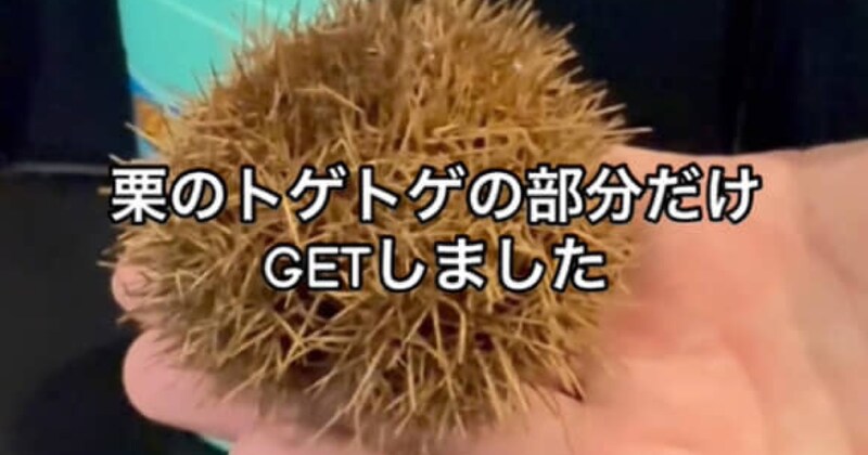「こんなに……」　漂白剤の中に栗のイガを放置したら……「すげええええええ」　3時間後、“とんでもない光景”が50万再生