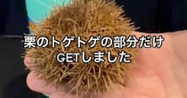 「こんなに……」　漂白剤の中に栗のイガを放置したら……「すげええええええ」　3時間後、“とんでもない光景”が50万再生