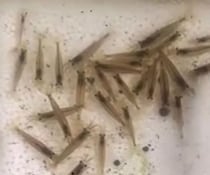 エビ100匹を捕まえた男性→13日後、ウキウキで見に行くと……　「なんで？」思わぬ光景に「吹き出した」と100万再生