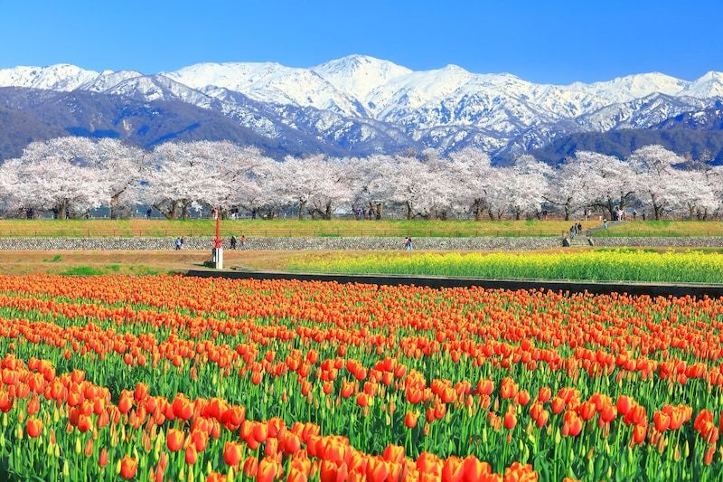 富山県の「おいしいお土産」を紹介! 一番うまいと思うのは?