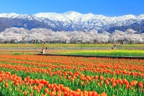 富山県の「おいしいお土産」を紹介！　一番うまいと思うのは？