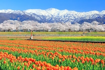 【画像：富山県の「おいしいお土産」10選を見る】