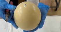 予定日にふ化しなかったダチョウの卵、ペンチで割ったら……「おー!!!」　まさかの中身が190万再生「ハラハラした」「不思議だなあ」