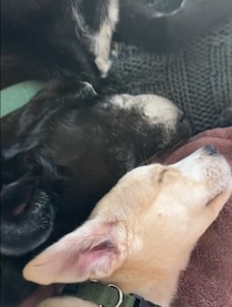「こんな子犬、初めて見た」「美しい絆」　同居の老犬に拒絶された子犬→仲良くなるのを諦めない姿が320万回再生と反響【海外】
