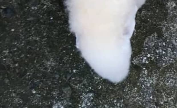 近所の人に「犬で間違いないんか？」と言われたワンコ→衝撃の姿に「笑いが止まらない……」「お茶吹きました」