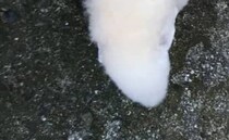 近所の人に「犬で間違いないんか？」と言われたワンコ→衝撃の姿に「笑いが止まらない……」「お茶吹きました」