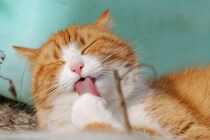 最古の「飼いネコ」はいつどこで誕生したのか？　定説を揺るがす驚きの新説が注目【海外】