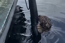 ブラジルの川で溺れた「ジャガー」、地元警察が懸命の救出劇　「助かって本当によかった」「感謝します」【海外】