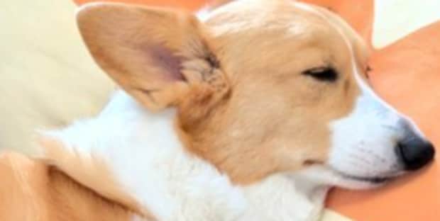 いつも元気な5歳の愛犬、やけに静かだなと思ったら……　まさかの光景が730万表示「奇跡の瞬間」「前足がディズニー」「もうこれ日本地図やん」