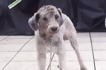 【動画】ビフォーアフターを見る