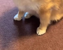 【画像】ダイエットを命じられた犬