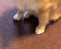 【動画】ダイエットを乗り切ろうとする犬