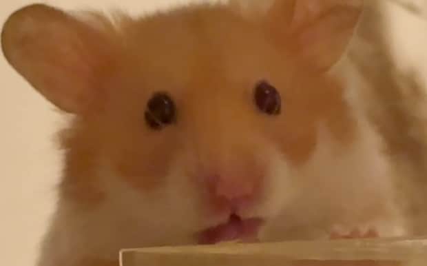 “ドバイの大豪邸”で暮らすハムスター、飼い主と引っ越しをしたら……「スケールの違いに驚かされています」「引っ越しお疲れ様でした」