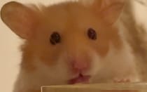 【動画】引っ越しの様子