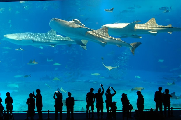 【30代以下に聞いた】行ってみたい「日本の水族館」ランキング! 2位は「八景島シーパラダイス」、1位は?
