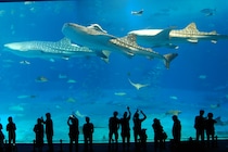 【30代以下に聞いた】行ってみたい「日本の水族館」ランキング！　2位は「八景島シーパラダイス」、1位は？