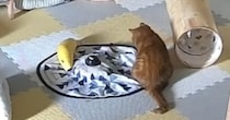 外出中、愛猫の様子をペットカメラでのぞいてみたら……「これは緊急事態」　映っていた“まさかの光景”に「全飼い主が泣いた」
