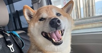 ドライブと思い“満面の笑顔”だった柴犬→病院帰りの表情が「人間みたいだね笑」「目は口ほどに物を言う」と224万表示