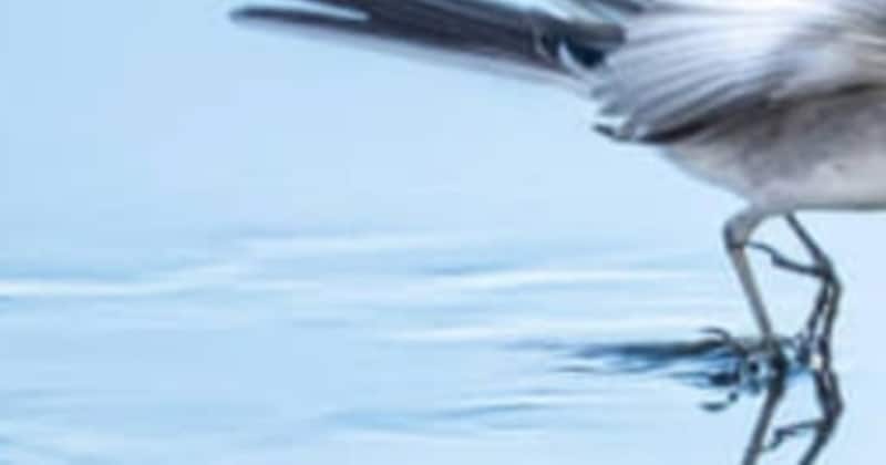 多摩川で野鳥を撮影していたら……「時が止まっているみたい」　高校生写真家が披露した美しすぎるショットに「まるでガラス」「絵画みたい」