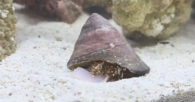 ちいさなヤドカリが暮らす水槽→Amazonの透明ガラスを沈めたら……　目撃した“奇跡の瞬間”に「これはすごい」「貴重」