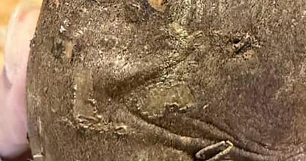 スーパーで焼き芋を購入→袋から取り出したら……「だ、誰!?」 見たことあるような姿に「まる子のじぃちゃん?」「永沢くん」「グルート」