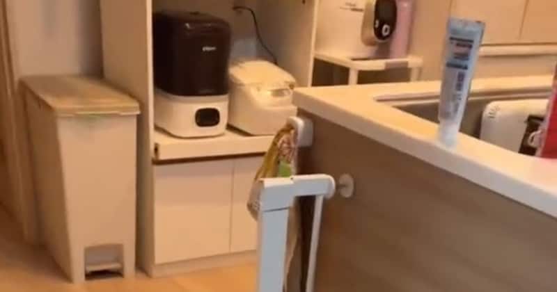 「ガサゴソ」と音がするキッチン→ママがこっそりのぞくと……「こんなん見たら絶対怒れない」　“まさかの光景”に「将来この子は大物になるよ」