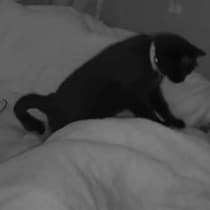 「尊い」「まさに守護天使」　主人が睡眠中に発作→飼い猫が取った“驚きの行動”に感動の声　SNSで620万回再生【海外】