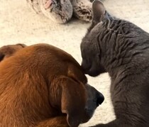 「感動で泣きそう」「絆を感じた」　怪我した老犬を前に猫が取った“まさかの行動”とは……　感動の光景が800万回再生【海外】