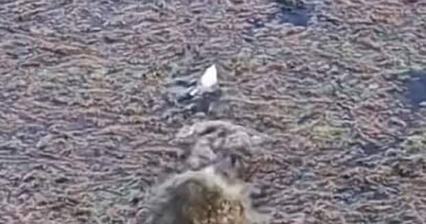 魚に気付かず飛び跳ねるカエル→危ない! と思った次の瞬間……「釣られた!」 “予想外の正体”が8600万再生「魚も私もだまされた」【海外】