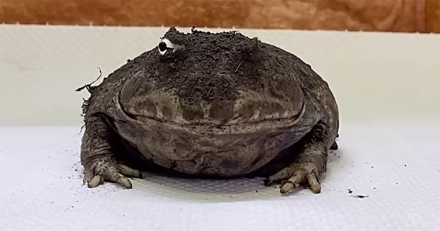 汚れたカエルを洗ってあげたら…… “別カエル級”の大変身に「ビフォーアフターが過ぎるw」「そんな色だったのね」