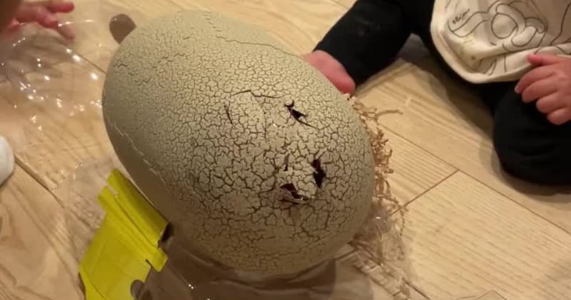 大きい卵から生まれたのは……「一生記憶に残るでこれw」　素直すぎる“息子のリアクション”に「人生1周目すぎ」「弟人生2回目で草」【1650万再生】