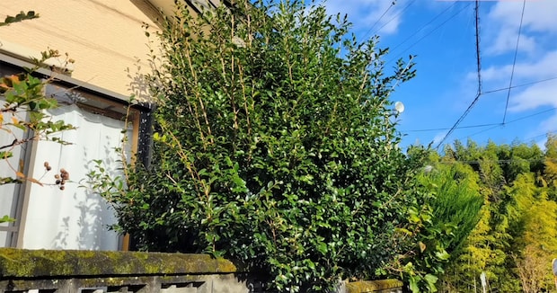 暴れ放題だったサザンカ→プロがお手入れすると…… 花も楽しめる“時短テク”に「見事な仕上がり」「気持ちよい」