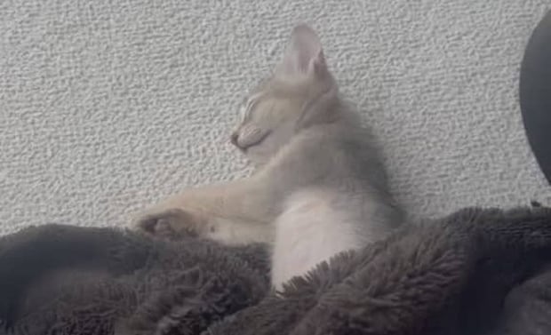 子猫爆睡中の毛布をめくったら…… 「即吹きました」電車で見たら終わる“光景”に「直視出来ないレベル」