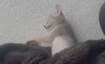 子猫爆睡中の毛布をめくったら……　「即吹きました」電車で見たら終わる“光景”に「直視出来ないレベル」