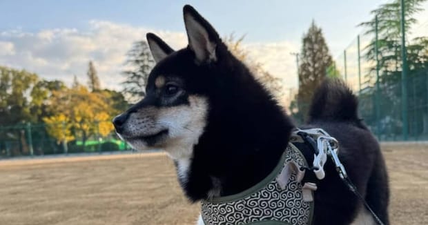 「生誕6カ月記念の柴犬をご覧ください」→まさかの光景にネット騒然　「ほぼ見えない」「突っ込んでる（笑）」