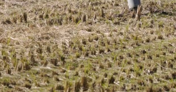 写真家が田んぼで見つけた“アオサギ”→カメラを向けると……　「吹きました」　大笑いした“まさかの光景”に「見覚えあります」