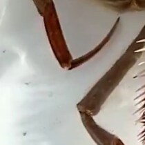 「新種のヤドカリ採れたで！」→ウキウキで見に行くと……　「ちゃうんかい！」まさかの正体に「初めて見た」「確かに新種w」