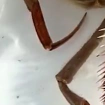 【画像】動いているところ