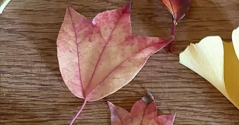 2歳息子が拾ってきた葉っぱ→ママがそっと並べただけで……　まさかの光景に「宝物すぎる」「なぜか泣けてきます」