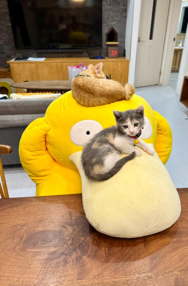 大きなコダックに乗った“小さな子猫たち”→1年後、現在の光景に「声が出てしまいました」「マジで頭抱えてて草」