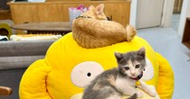 大きなコダックに乗った“小さな子猫たち”→1年後、現在の光景に「声が出てしまいました」「マジで頭抱えてて草」