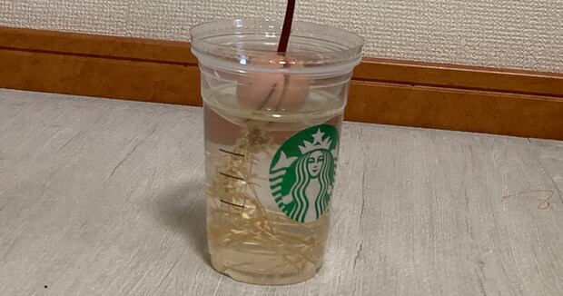 スタバのカップでアボカドを育てて2カ月後……　まさかの姿に「なにこれ？」「声出して笑った」