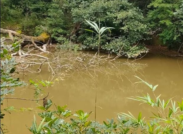 アメリカザリガニまみれだった終わってる池、駆除して1年後……　信じられない光景に「凄まじいですね」「ただただ圧倒されています！」