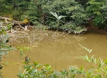 アメリカザリガニまみれだった終わってる池、駆除して1年後……　信じられない光景に「凄まじいですね」「ただただ圧倒されています！」