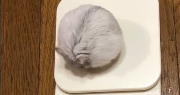 もりもり食べるハムスター、食後に体重を量ってみたら……「尊い命すぎる」 260万表示の“絶妙な変化”に「数字が可愛いと思ったの初めて」「すげぇ」